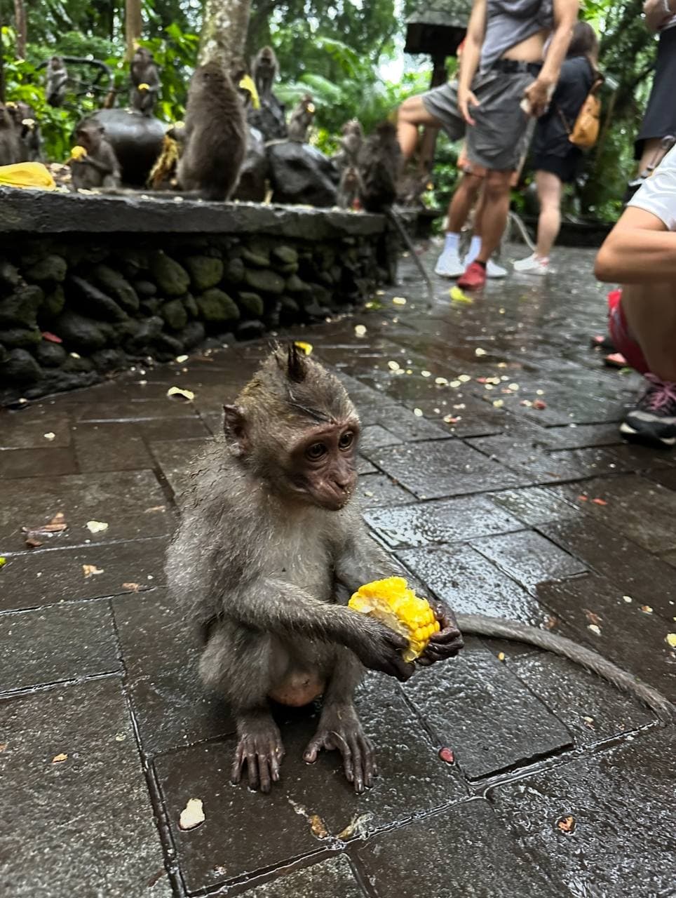 Monkey Forest